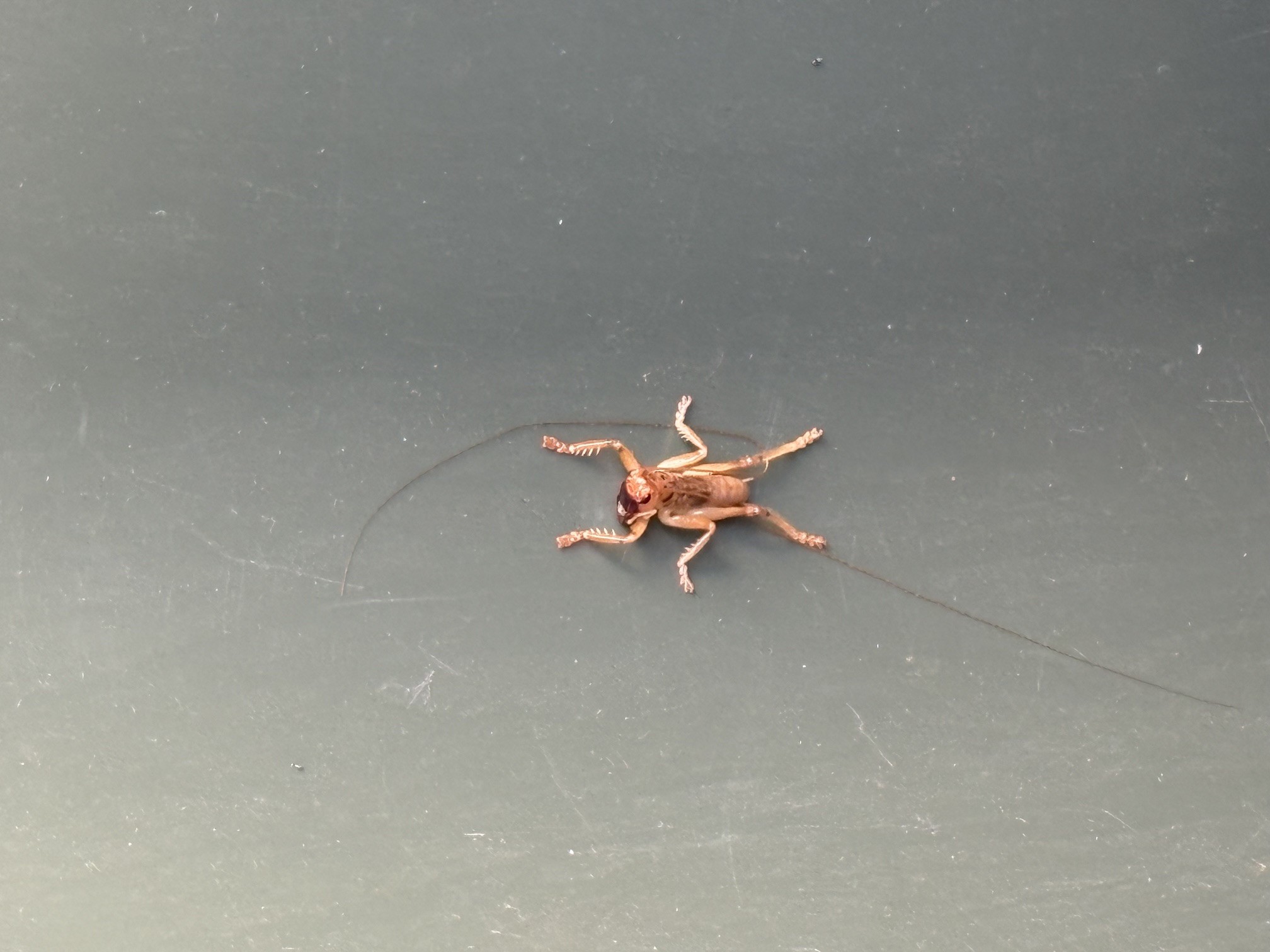 A live wētā clinging to the smooth interior wall of a plastic bin.